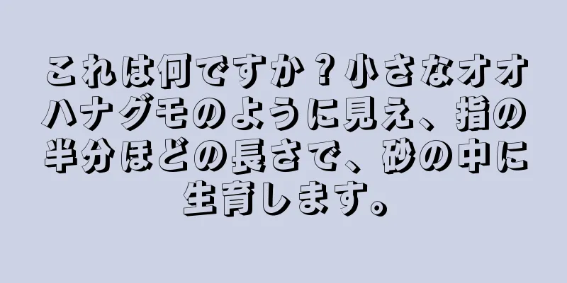 これは何ですか？小さなオオハナグモのように見え、指の半分ほどの長さで、砂の中に生育します。