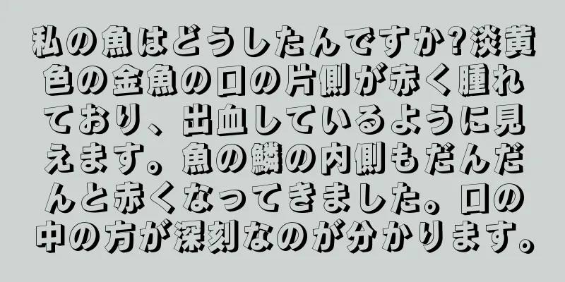 私の魚はどうしたんですか?淡黄色の金魚の口の片側が赤く腫れており、出血しているように見えます。魚の鱗の内側もだんだんと赤くなってきました。口の中の方が深刻なのが分かります。