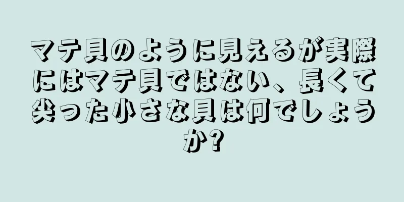 マテ貝のように見えるが実際にはマテ貝ではない、長くて尖った小さな貝は何でしょうか?