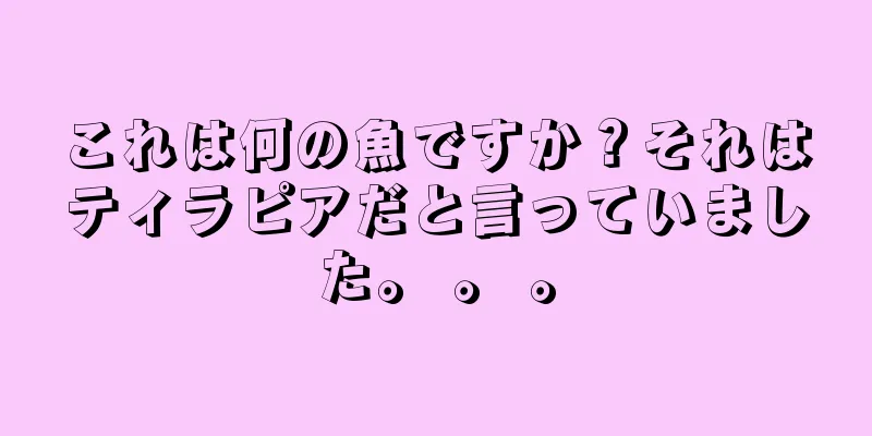 これは何の魚ですか？それはティラピアだと言っていました。 。 。