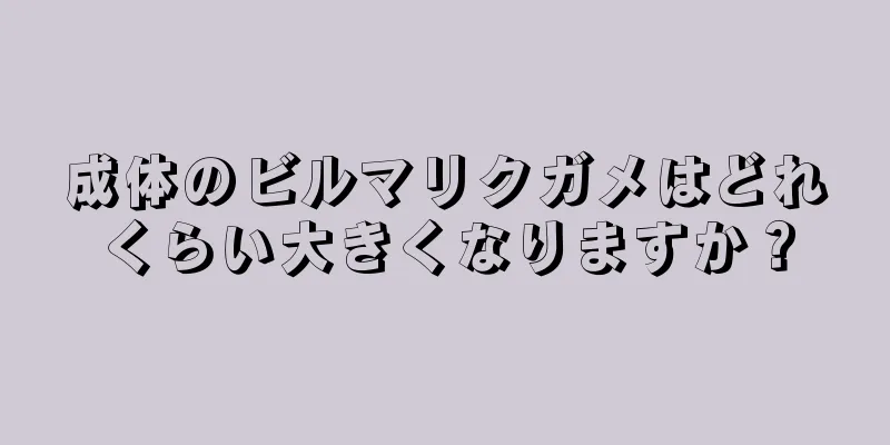 成体のビルマリクガメはどれくらい大きくなりますか？