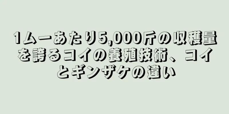 1ムーあたり5,000斤の収穫量を誇るコイの養殖技術、コイとギンザケの違い