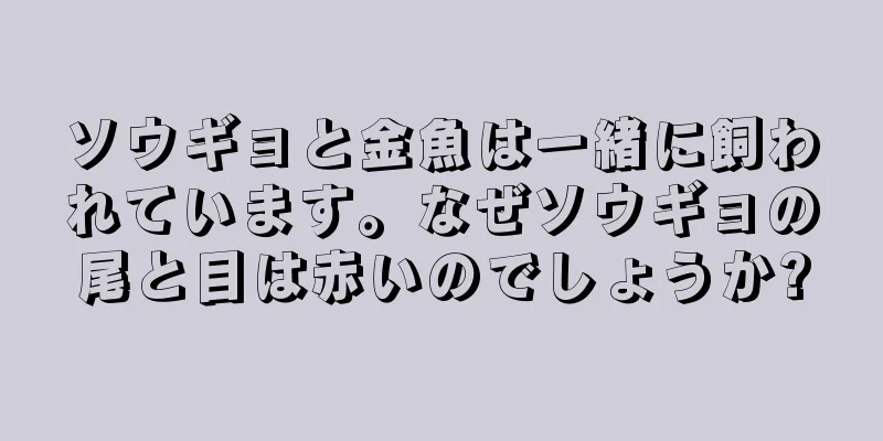 ソウギョと金魚は一緒に飼われています。なぜソウギョの尾と目は赤いのでしょうか?