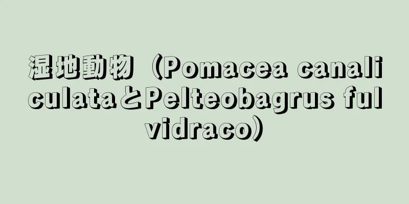 湿地動物（Pomacea canaliculataとPelteobagrus fulvidraco）