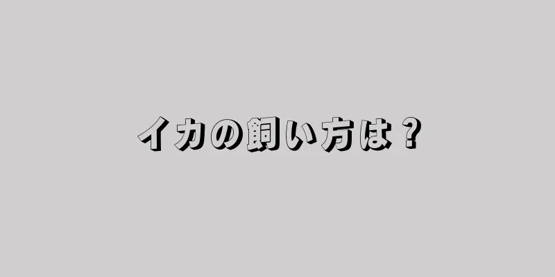 イカの飼い方は？