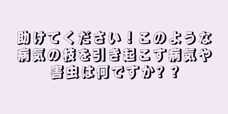 助けてください！このような病気の枝を引き起こす病気や害虫は何ですか? ?