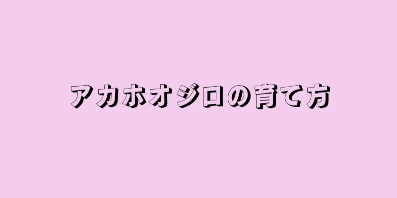 アカホオジロの育て方
