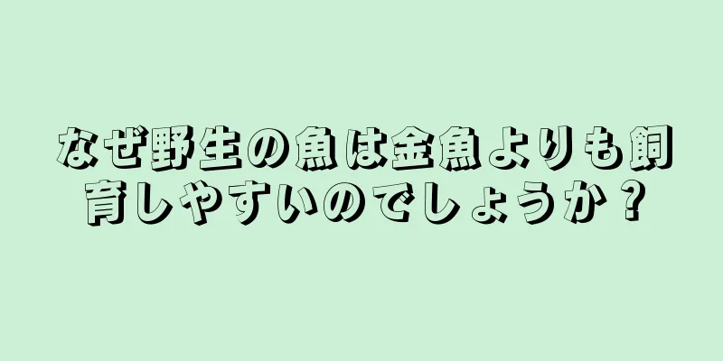 なぜ野生の魚は金魚よりも飼育しやすいのでしょうか？