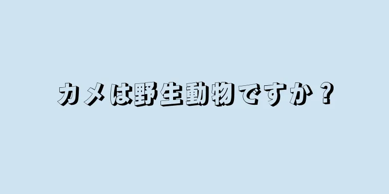 カメは野生動物ですか？