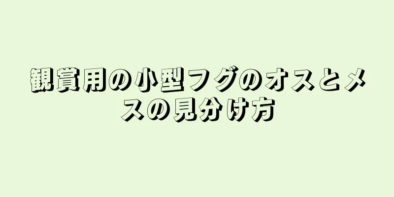 観賞用の小型フグのオスとメスの見分け方
