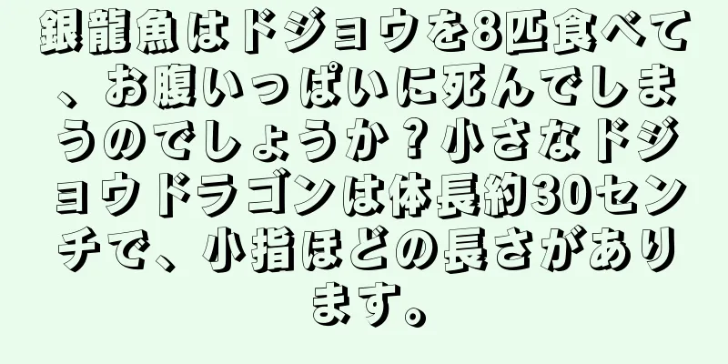 銀龍魚はドジョウを8匹食べて、お腹いっぱいに死んでしまうのでしょうか？小さなドジョウドラゴンは体長約30センチで、小指ほどの長さがあります。