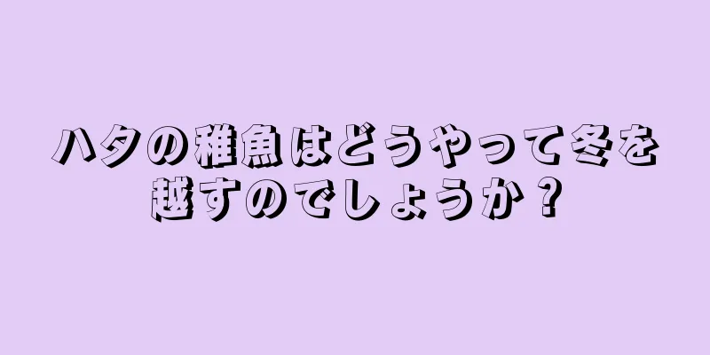 ハタの稚魚はどうやって冬を越すのでしょうか？