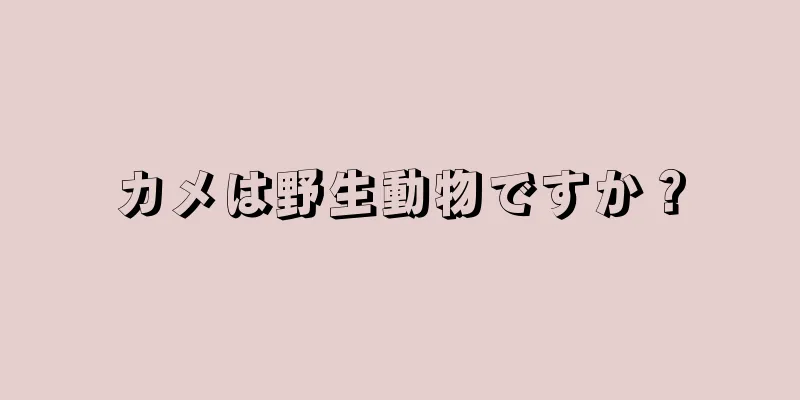 カメは野生動物ですか？