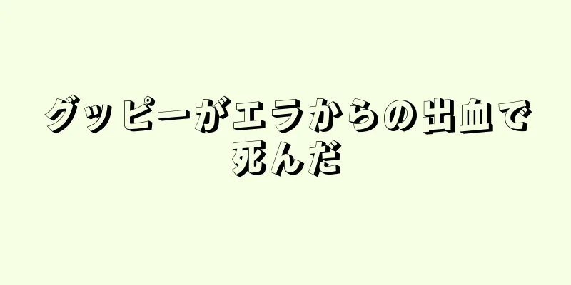 グッピーがエラからの出血で死んだ