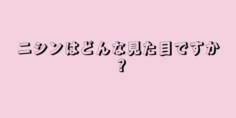ニシンはどんな見た目ですか？
