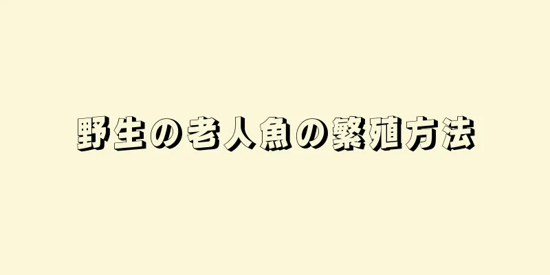 野生の老人魚の繁殖方法