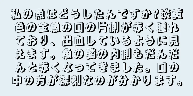 私の魚はどうしたんですか?淡黄色の金魚の口の片側が赤く腫れており、出血しているように見えます。魚の鱗の内側もだんだんと赤くなってきました。口の中の方が深刻なのが分かります。
