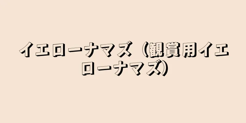 イエローナマズ（観賞用イエローナマズ）