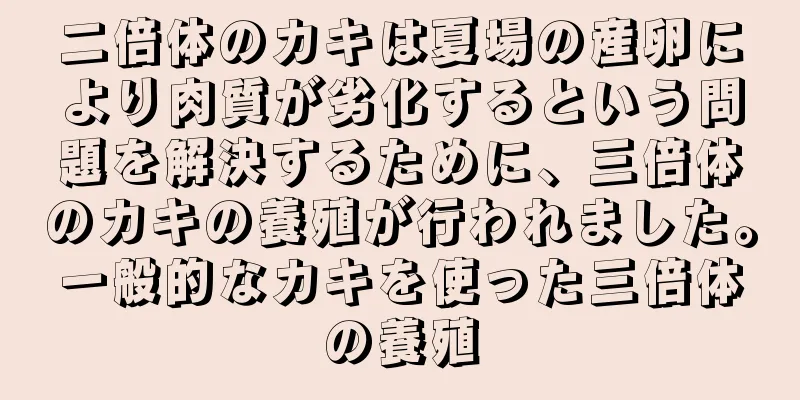 二倍体のカキは夏場の産卵により肉質が劣化するという問題を解決するために、三倍体のカキの養殖が行われました。一般的なカキを使った三倍体の養殖