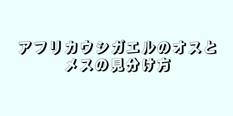 アフリカウシガエルのオスとメスの見分け方