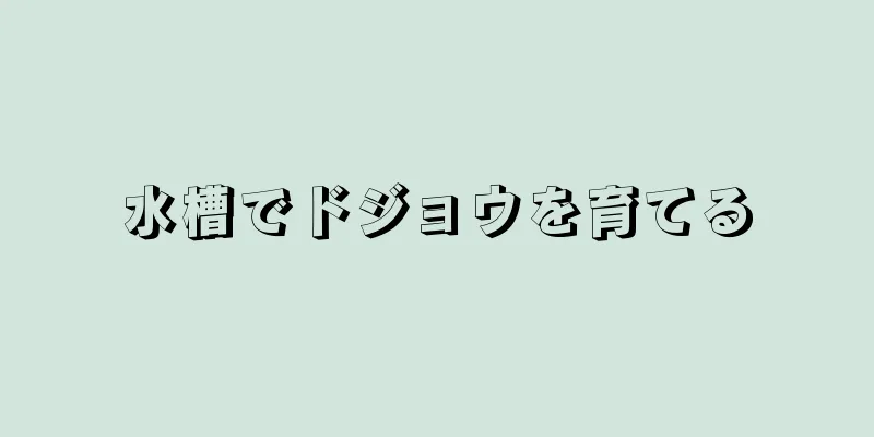 水槽でドジョウを育てる