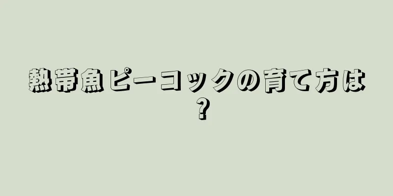 熱帯魚ピーコックの育て方は？