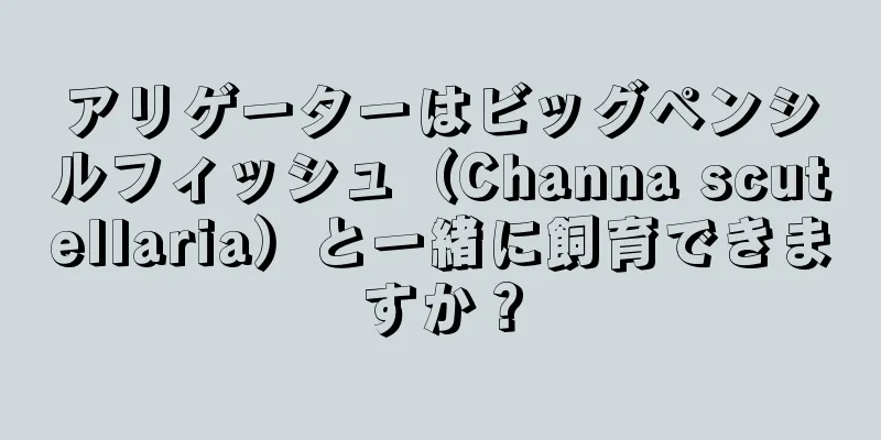 アリゲーターはビッグペンシルフィッシュ（Channa scutellaria）と一緒に飼育できますか？