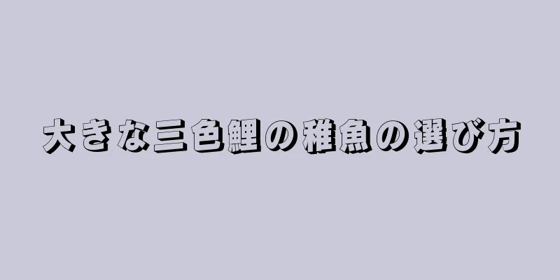 大きな三色鯉の稚魚の選び方