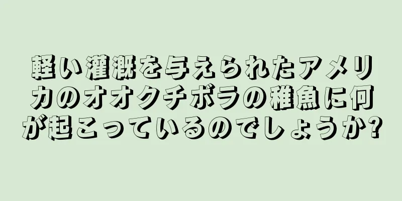 軽い灌漑を与えられたアメリカのオオクチボラの稚魚に何が起こっているのでしょうか?