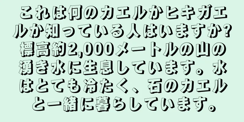 これは何のカエルかヒキガエルか知っている人はいますか?標高約2,000メートルの山の湧き水に生息しています。水はとても冷たく、石のカエルと一緒に暮らしています。
