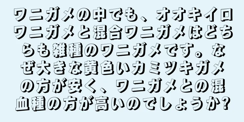 ワニガメの中でも、オオキイロワニガメと混合ワニガメはどちらも雑種のワニガメです。なぜ大きな黄色いカミツキガメの方が安く、ワニガメとの混血種の方が高いのでしょうか?