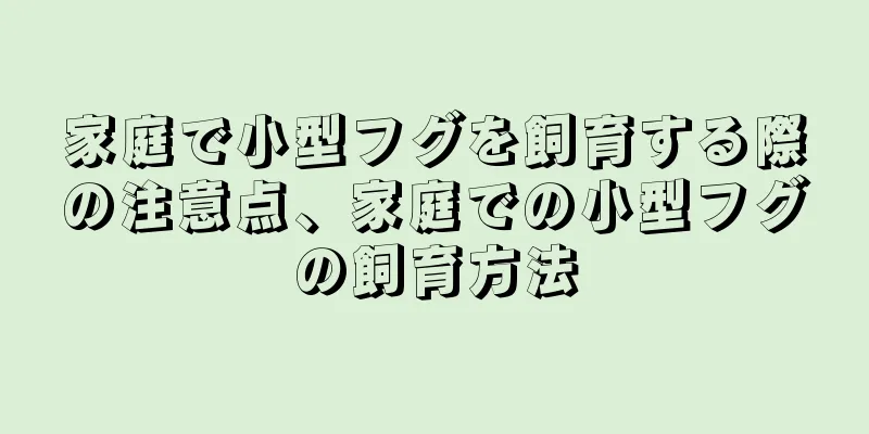 家庭で小型フグを飼育する際の注意点、家庭での小型フグの飼育方法