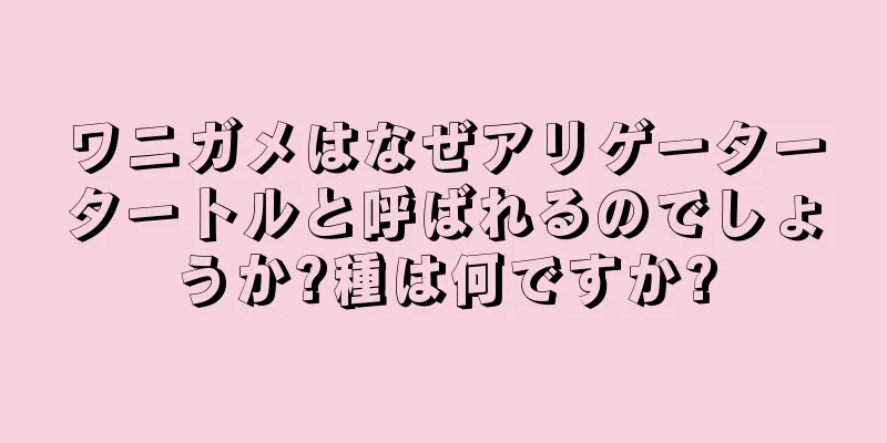 ワニガメはなぜアリゲータータートルと呼ばれるのでしょうか?種は何ですか?