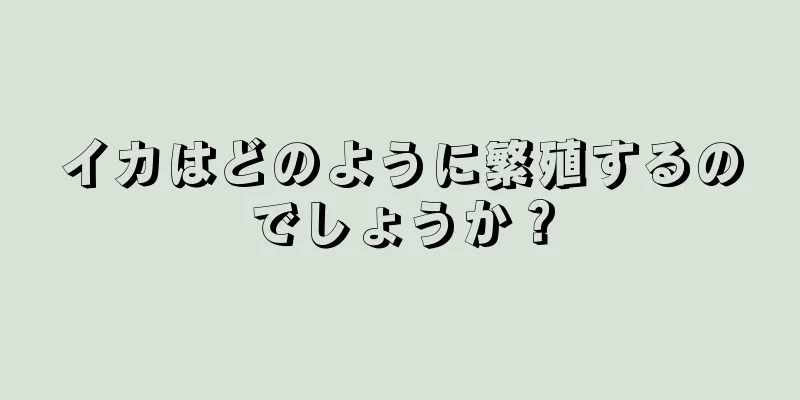 イカはどのように繁殖するのでしょうか？