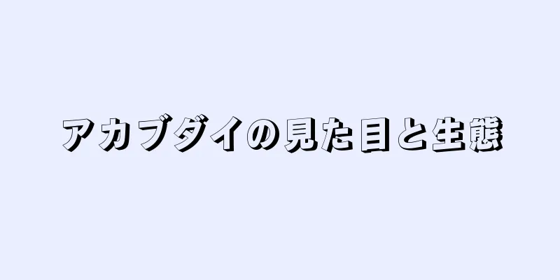 アカブダイの見た目と生態