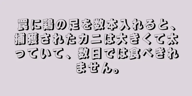 罠に鶏の足を数本入れると、捕獲されたカニは大きくて太っていて、数日では食べきれません。