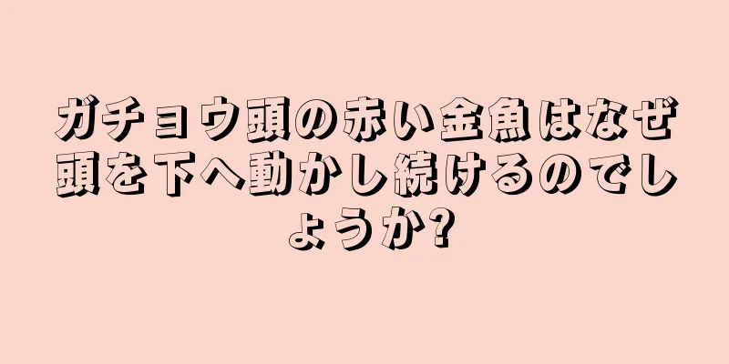 ガチョウ頭の赤い金魚はなぜ頭を下へ動かし続けるのでしょうか?