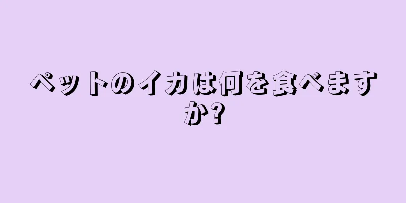 ペットのイカは何を食べますか?