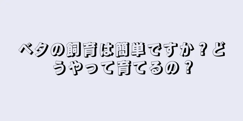 ベタの飼育は簡単ですか？どうやって育てるの？