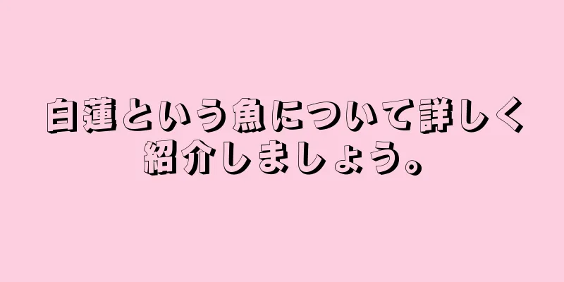 白蓮という魚について詳しく紹介しましょう。