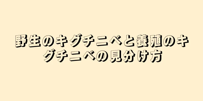 野生のキグチニベと養殖のキグチニベの見分け方