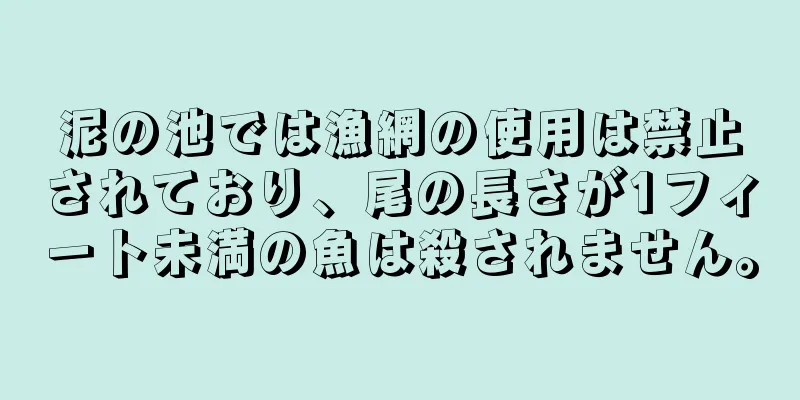 泥の池では漁網の使用は禁止されており、尾の長さが1フィート未満の魚は殺されません。