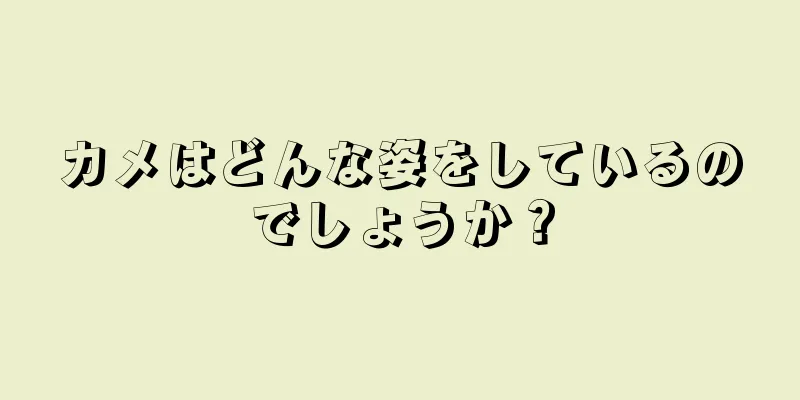 カメはどんな姿をしているのでしょうか？