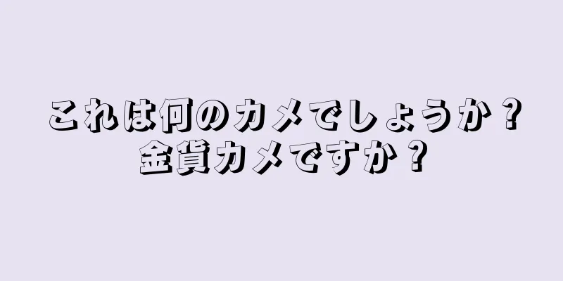 これは何のカメでしょうか？金貨カメですか？