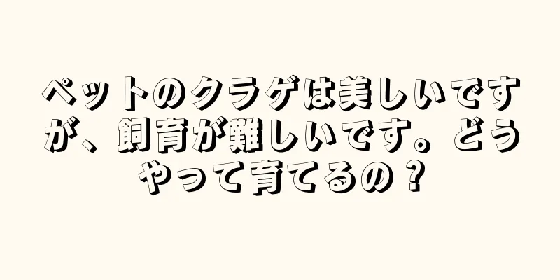 ペットのクラゲは美しいですが、飼育が難しいです。どうやって育てるの？