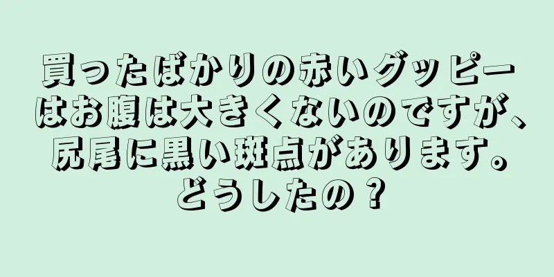 買ったばかりの赤いグッピーはお腹は大きくないのですが、尻尾に黒い斑点があります。どうしたの？