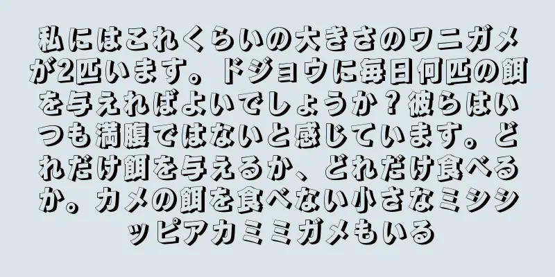 私にはこれくらいの大きさのワニガメが2匹います。ドジョウに毎日何匹の餌を与えればよいでしょうか？彼らはいつも満腹ではないと感じています。どれだけ餌を与えるか、どれだけ食べるか。カメの餌を食べない小さなミシシッピアカミミガメもいる