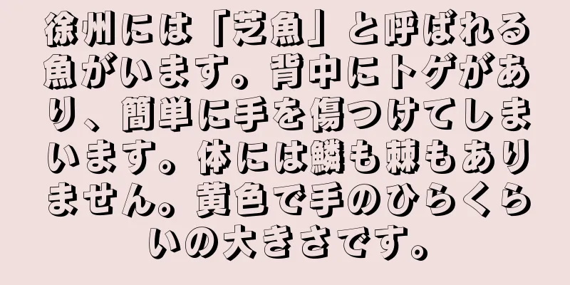 徐州には「芝魚」と呼ばれる魚がいます。背中にトゲがあり、簡単に手を傷つけてしまいます。体には鱗も棘もありません。黄色で手のひらくらいの大きさです。
