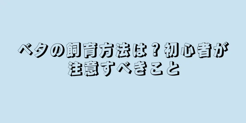 ベタの飼育方法は？初心者が注意すべきこと
