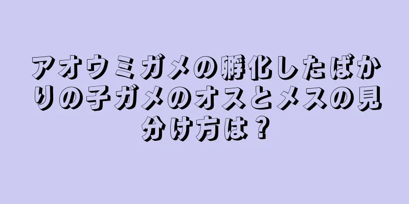 アオウミガメの孵化したばかりの子ガメのオスとメスの見分け方は？